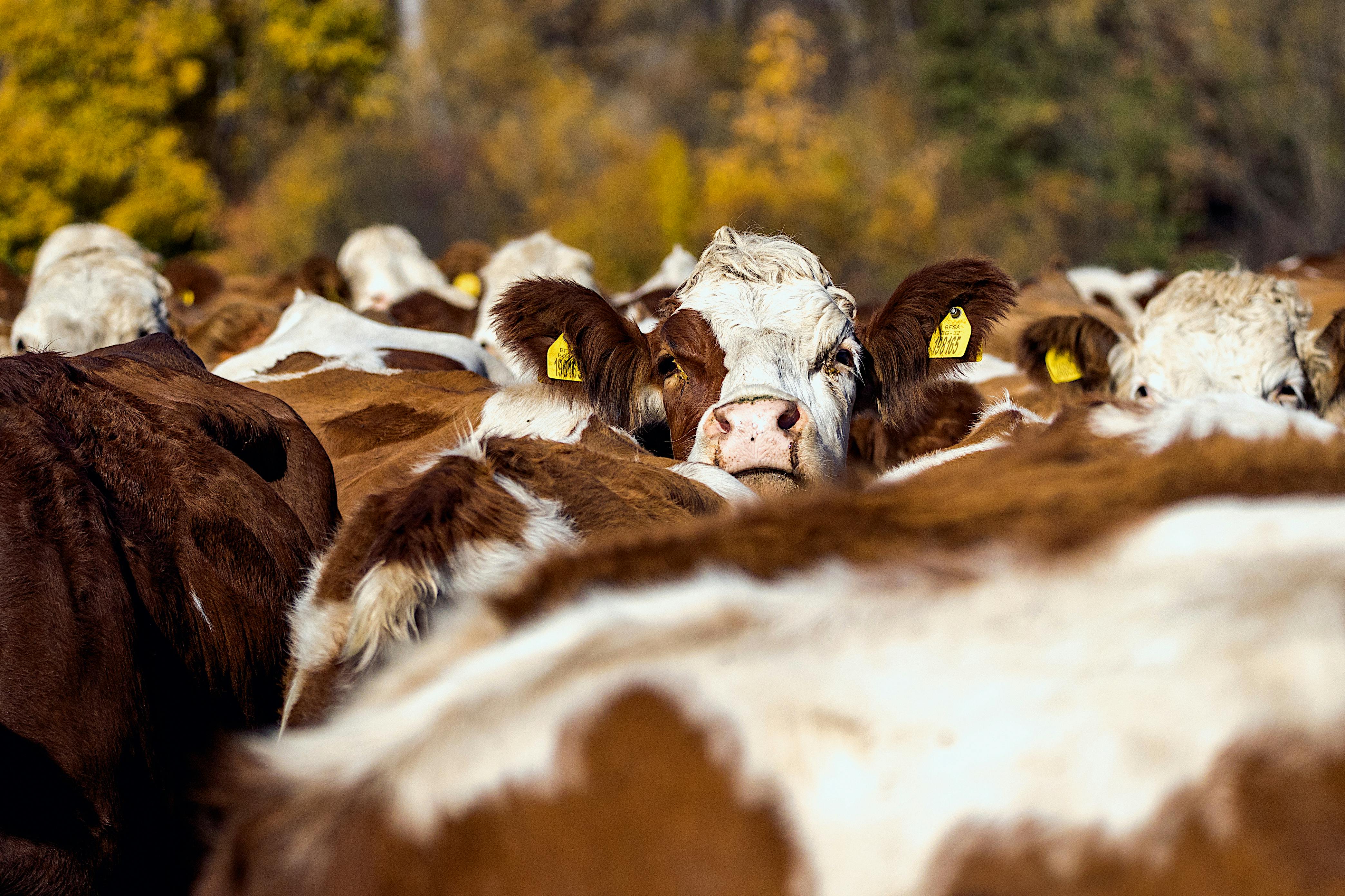 pexels-denitsa-kireva-2915302-14479218