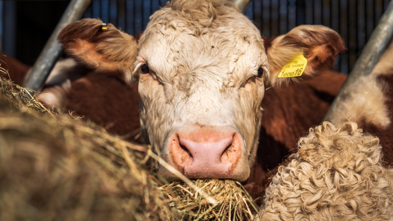 pexels-nc-farm-bureau-mark-31111063