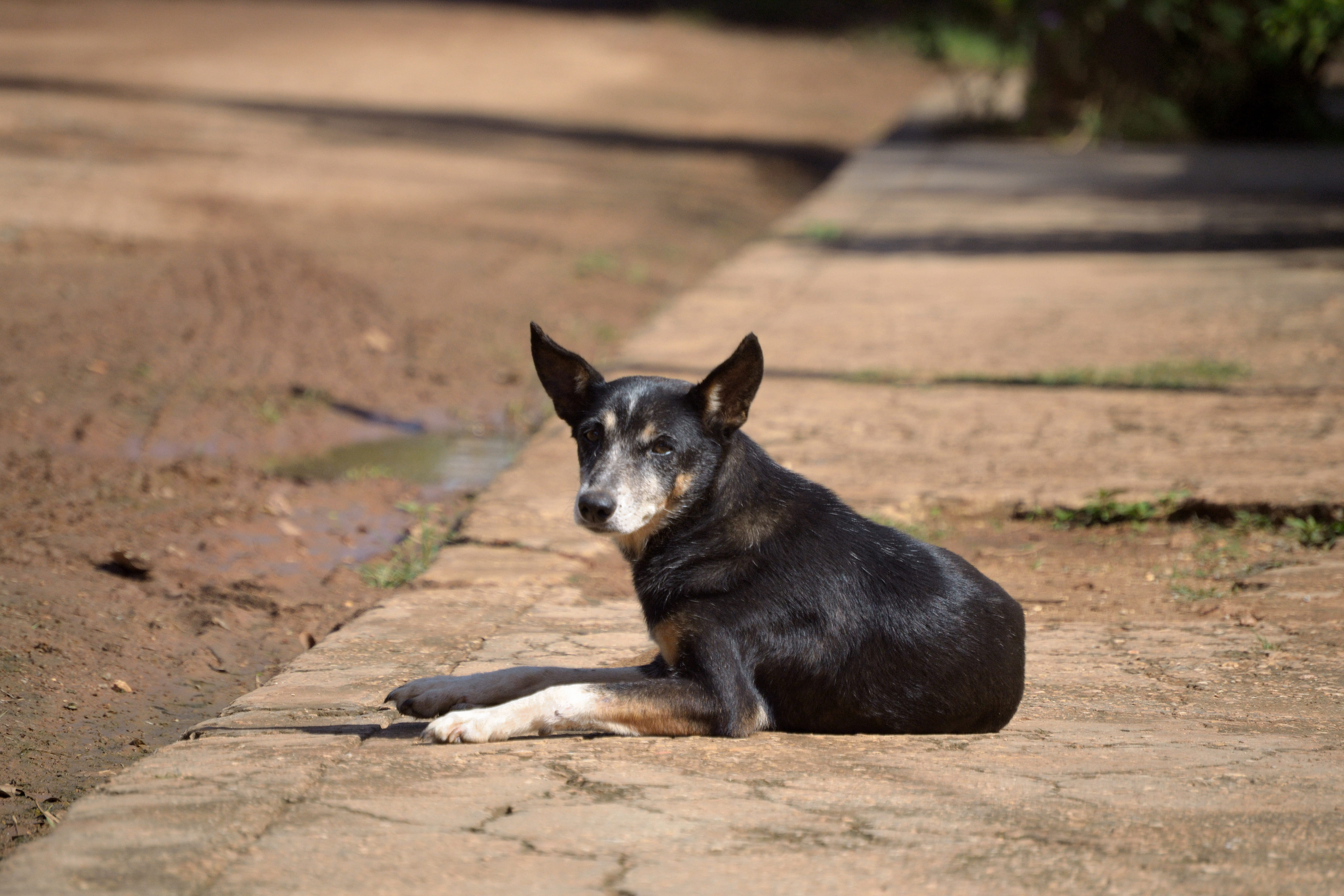 black-dog-lying-sunny-sidewalk-gazing-camera