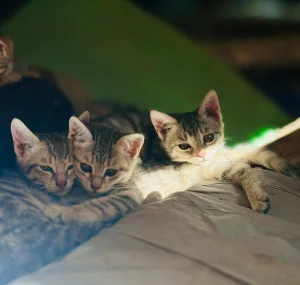 pexels-seerat-mattoo-676453238-36621655