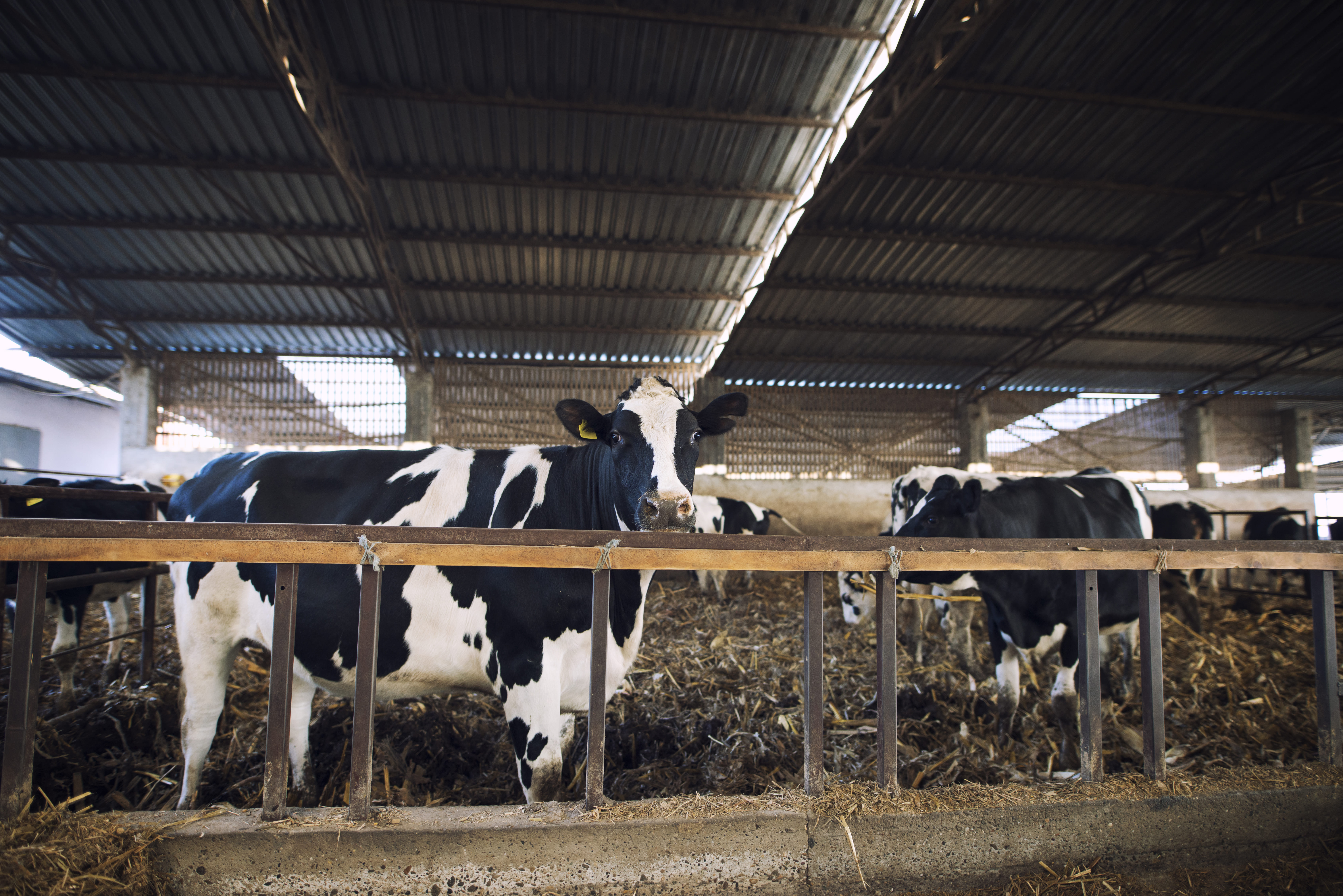 domestic-animals-eating-hay-cattle-farm