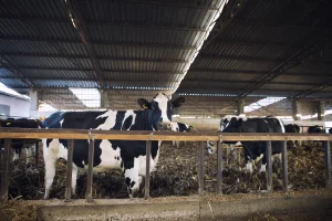 domestic-animals-eating-hay-cattle-farm