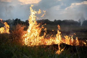 fire-steppe-grass-is-burning-destroying-everything-its-path