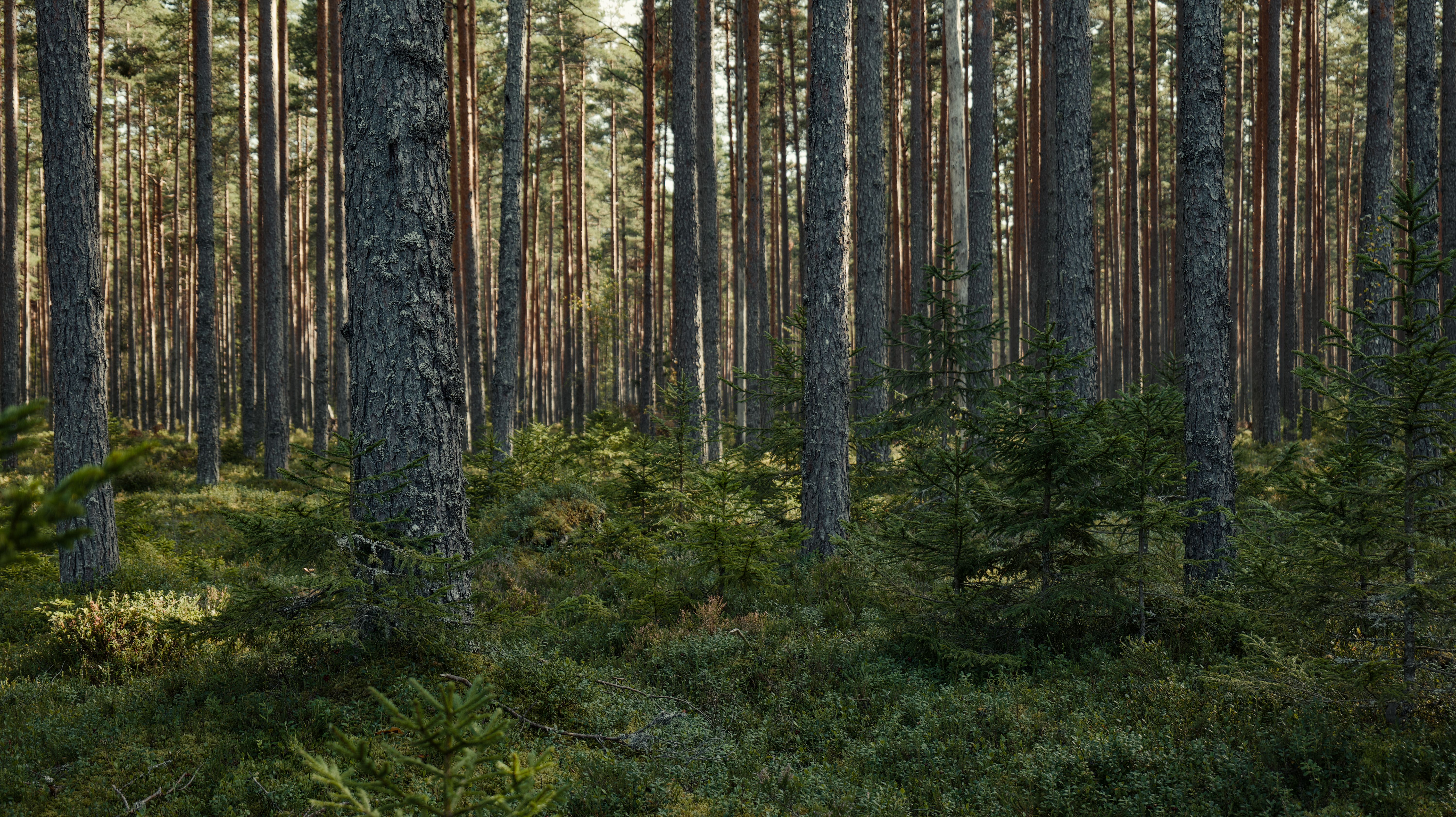 pexels-lauripoldre-29863712
