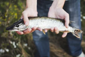 close-up-fisherman-s-hand-holding-fresh-fish (1)