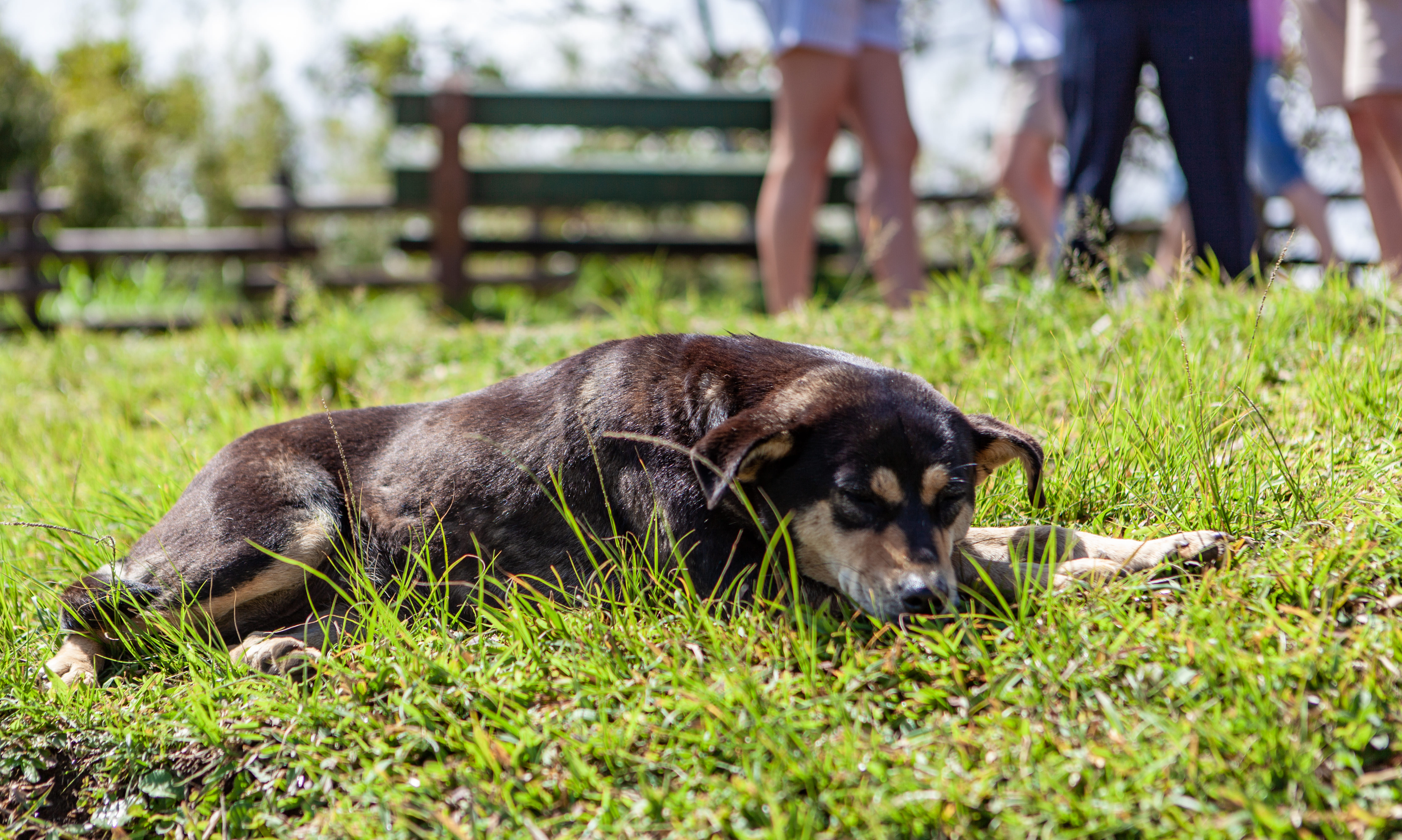 cute-dog-sleeping-grass-park (1)