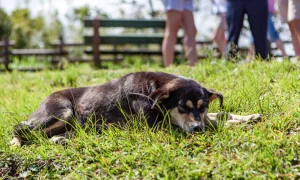 cute-dog-sleeping-grass-park (1)